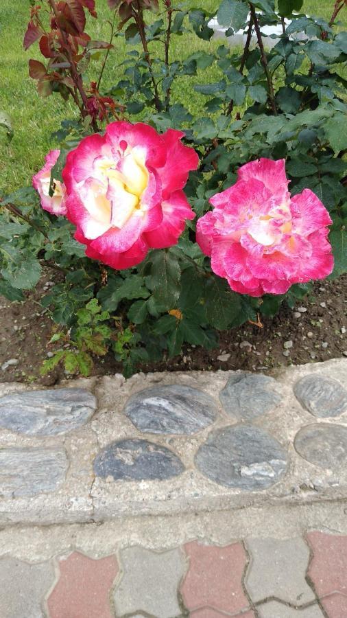 Pensiunea Casa Nina Cîrţişoara Dış mekan fotoğraf